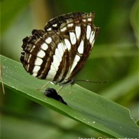 Neptis hylas Linnaeus, 1758